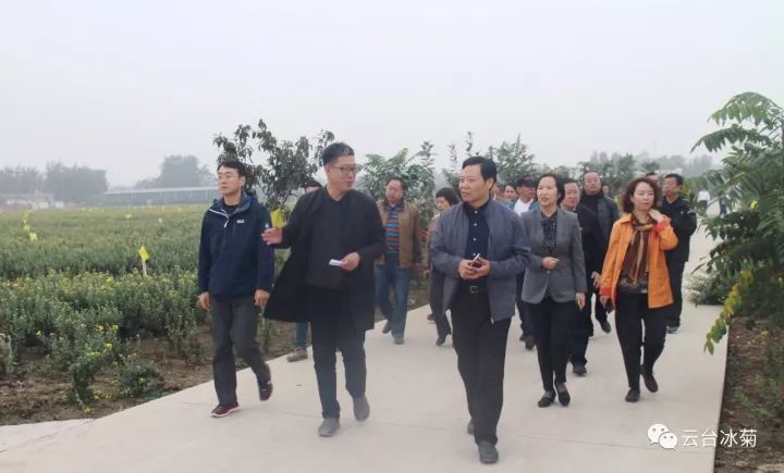 云臺冰菊基地發(fā)生了什么？一批批領(lǐng)導(dǎo)專家團(tuán)隊前來！