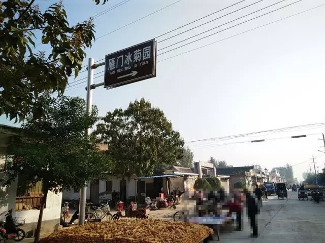 如何找到云臺(tái)冰菊？怎樣找到云臺(tái)冰菊？